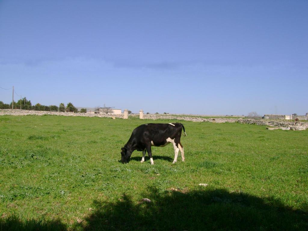 Masseria Cassiere Mottola Εξωτερικό φωτογραφία