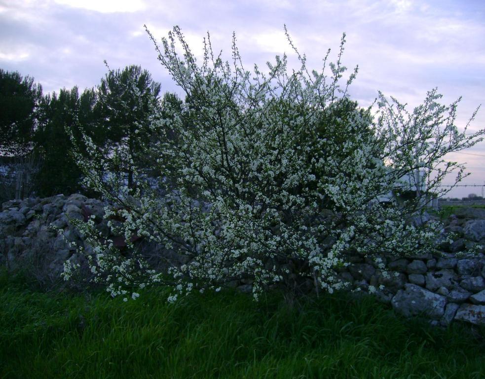 Masseria Cassiere Mottola Εξωτερικό φωτογραφία